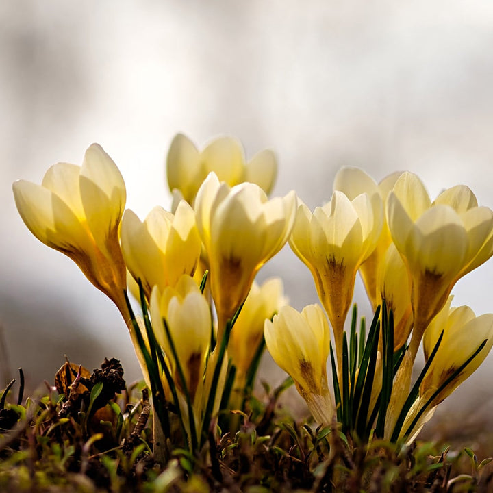 Crocus chrysanthus 'Cream Beauty'