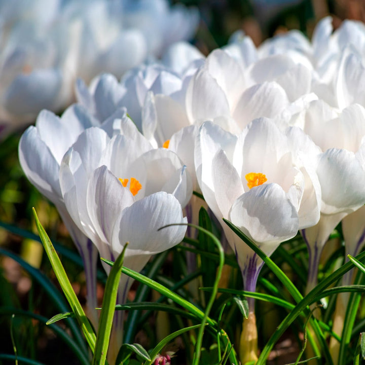 Crocus vernus 'Jeanne d'Arc'