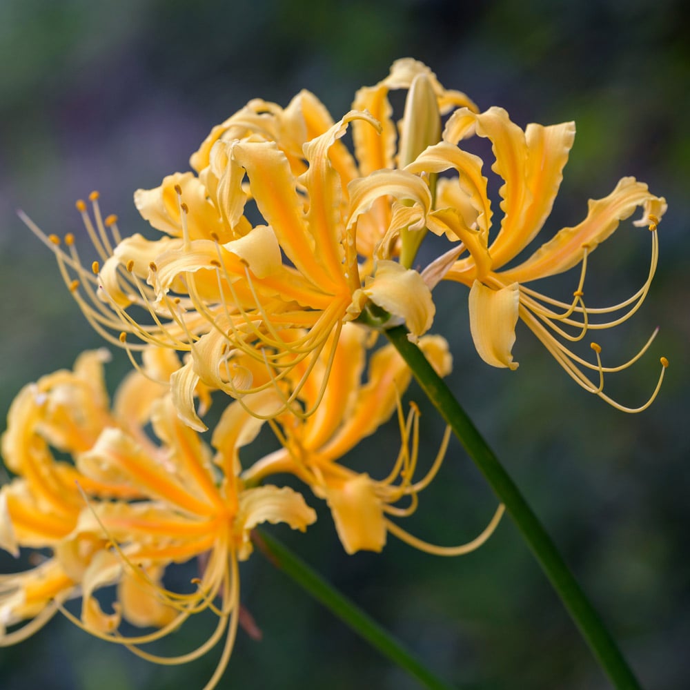 Lycoris aurea