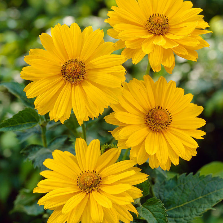 Heliopsis helianthoides var. scabra 'Venus'