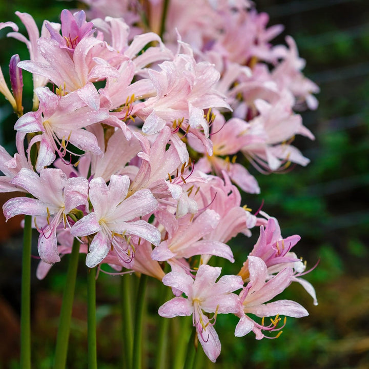 Lycoris squamigera