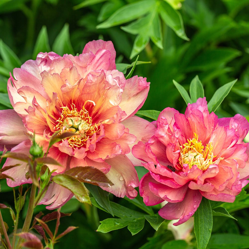 Itoh Peony 'Julia Rose'