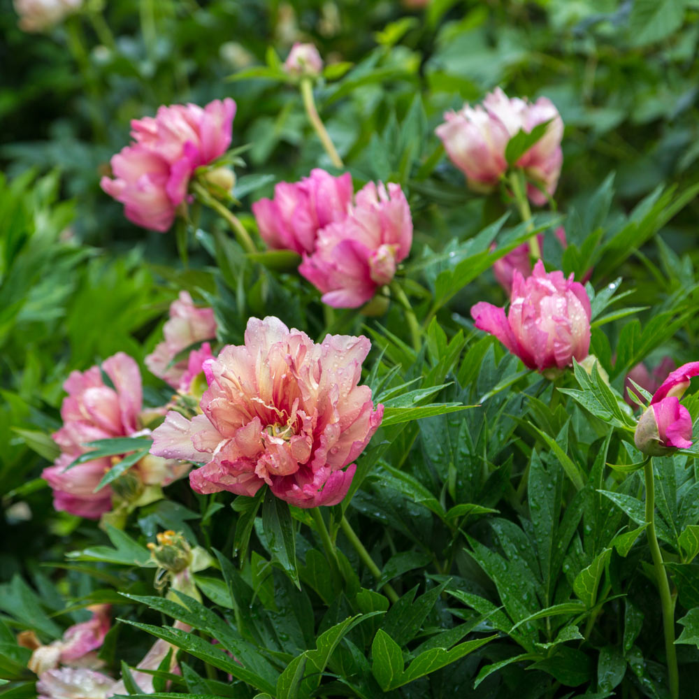 Itoh Peony 'Julia Rose'