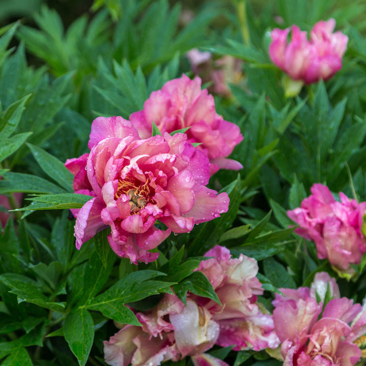 Itoh Peony 'Julia Rose'