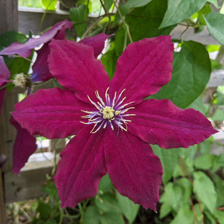 Clematis Rosemoor™ Gardini™
