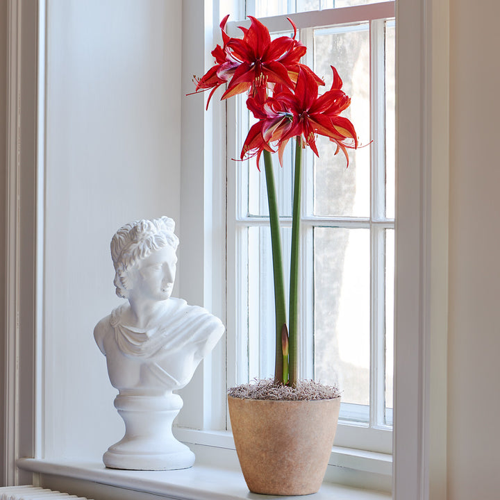 Amaryllis 'Bogota,' one bulb in resin cachepot