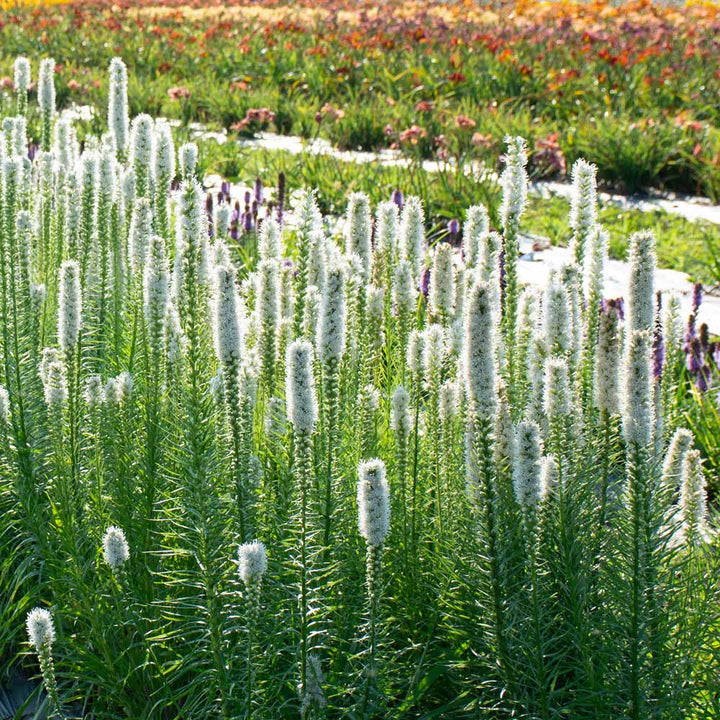 Liatris spicata 'Floristan White'