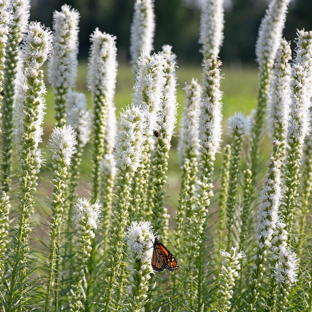 Liatris spicata 'Floristan White'
