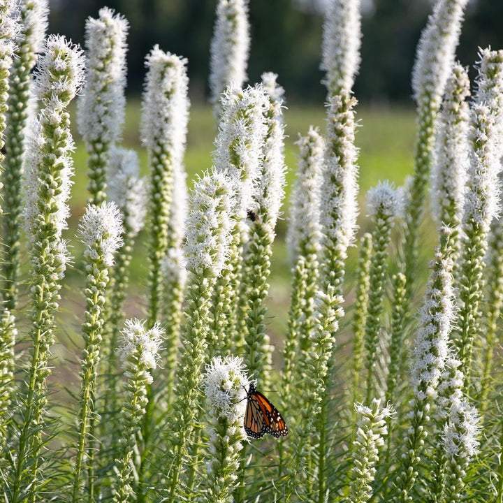 Liatris spicata 'Floristan White'