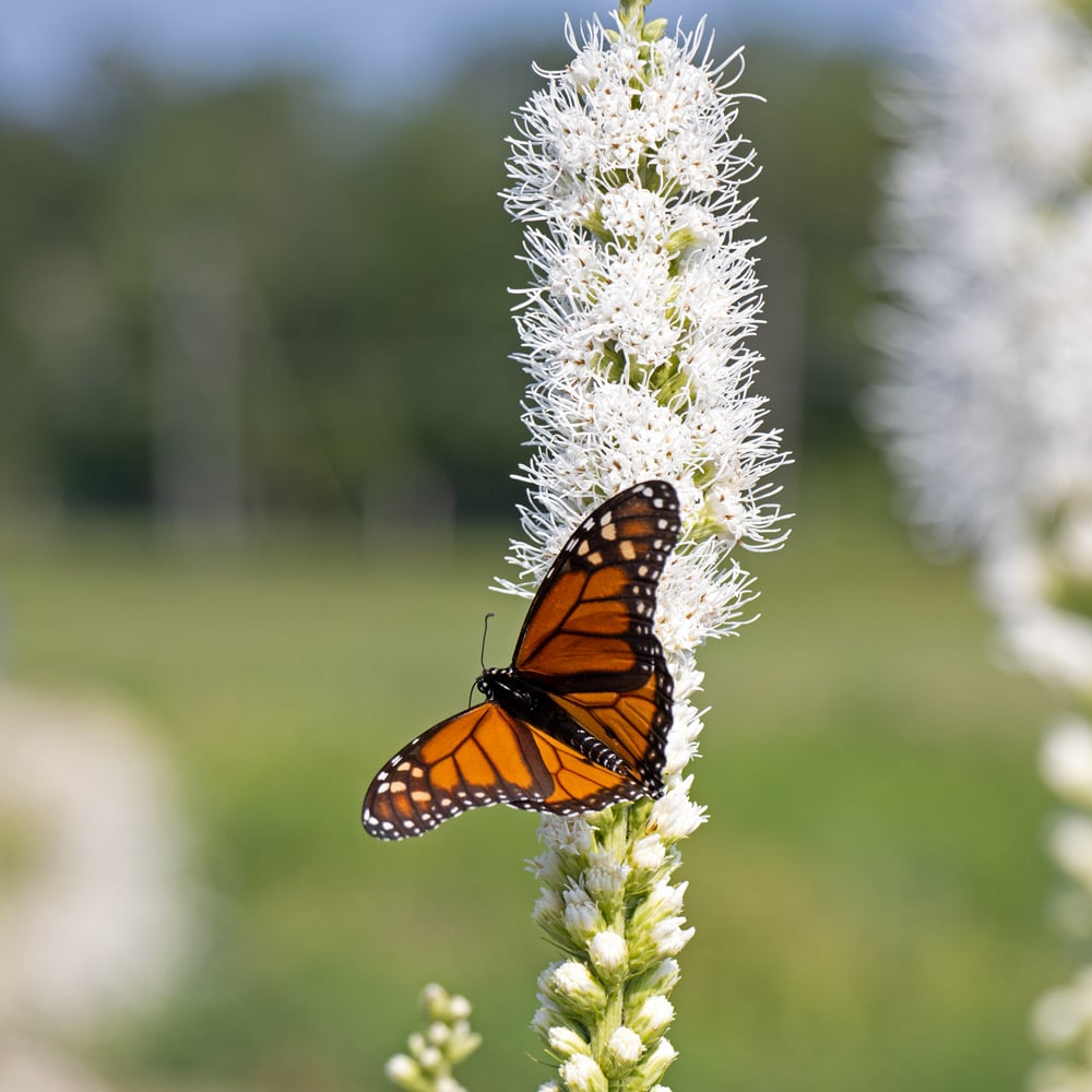 Liatris spicata 'Floristan White'