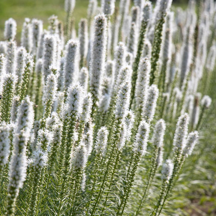Liatris spicata 'Floristan White'