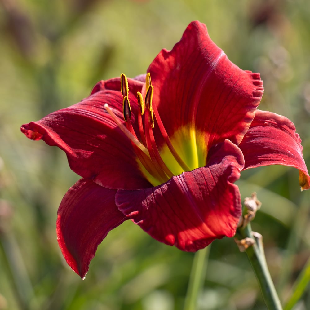 Hemerocallis 'Funny Valentine'