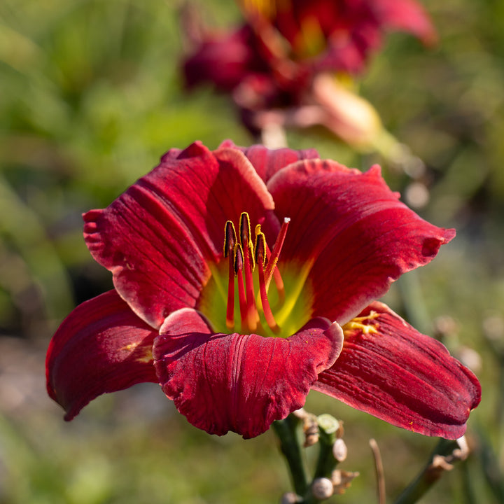 Hemerocallis 'Funny Valentine'