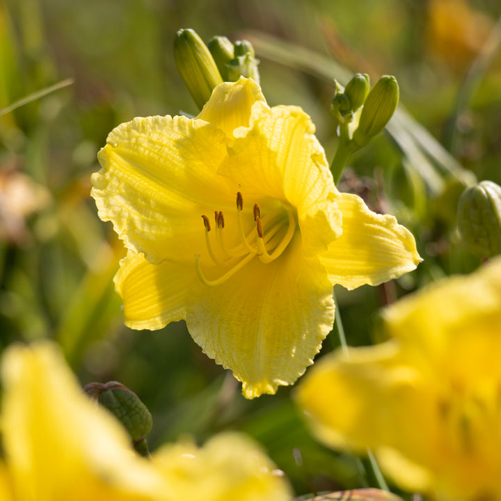Hemerocallis 'Happy Returns'