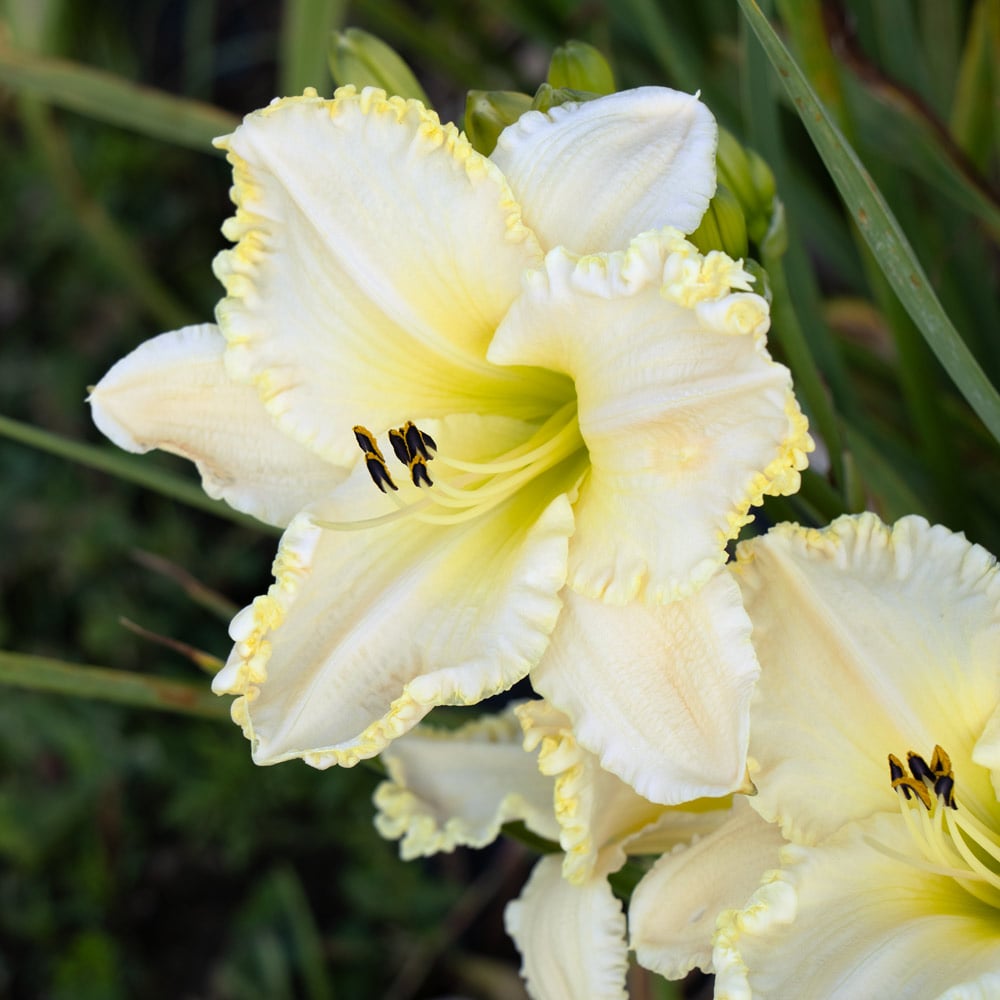 Hemerocallis 'Marque Moon'