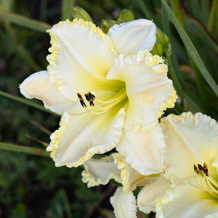 Hemerocallis 'Marque Moon'