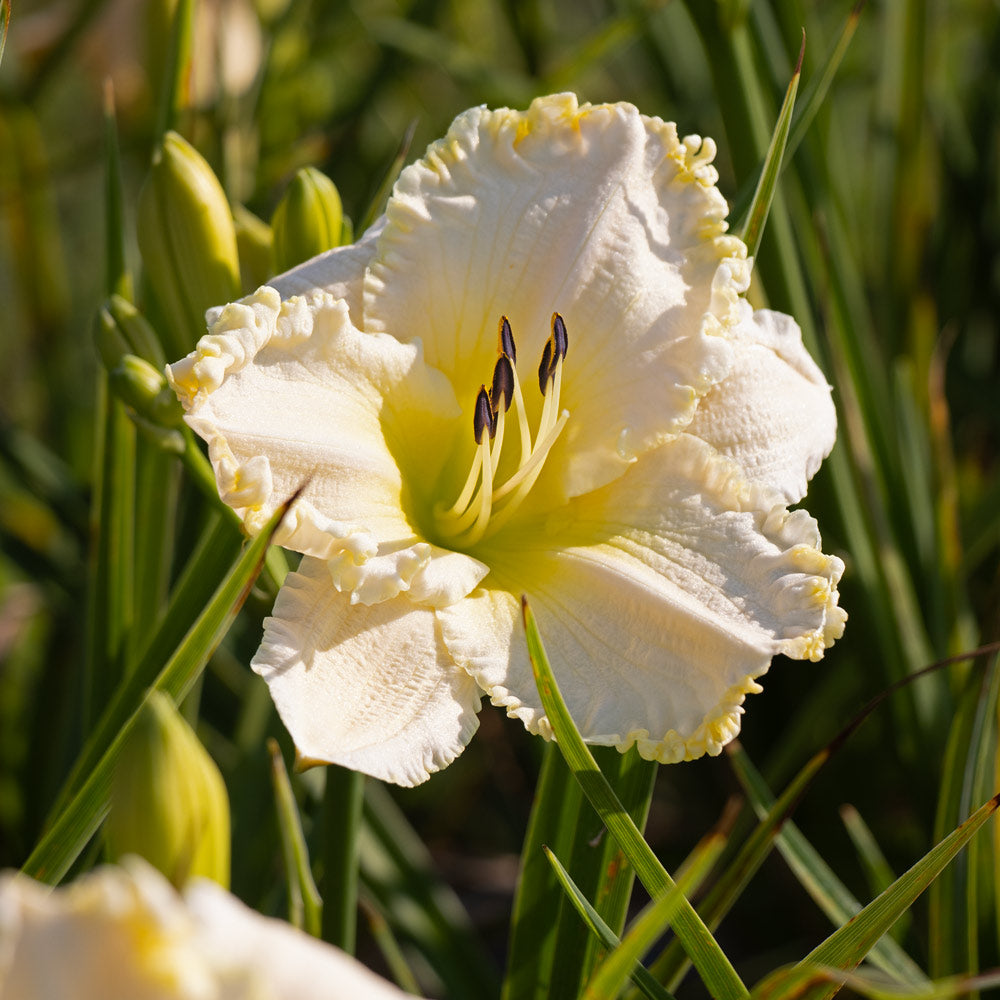 Hemerocallis 'Marque Moon'