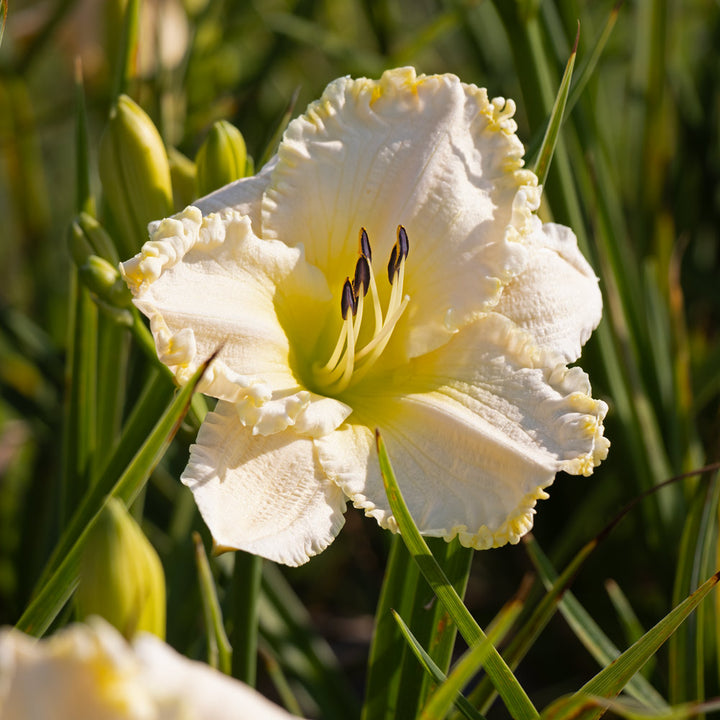 Hemerocallis 'Marque Moon'