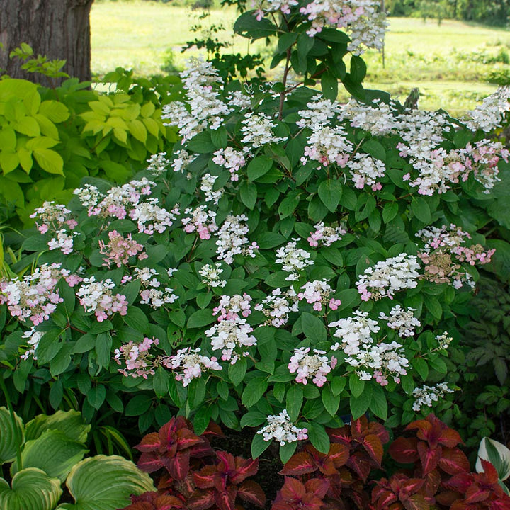 #size_1-gallon-pot