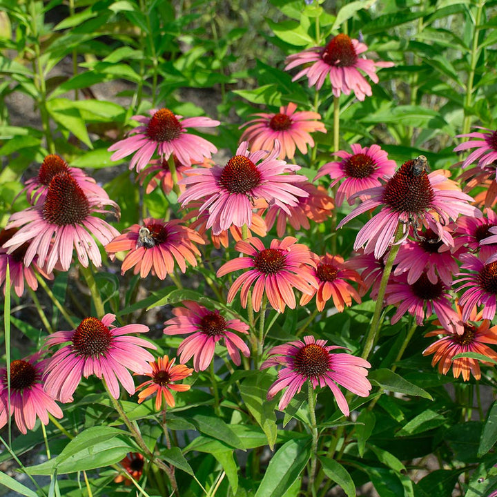 Echinacea purpurea Butterfly™ Rainbow Marcella