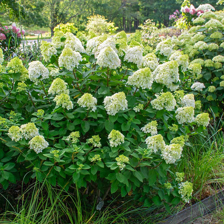 Hydrangea paniculata Little Lime Punch®