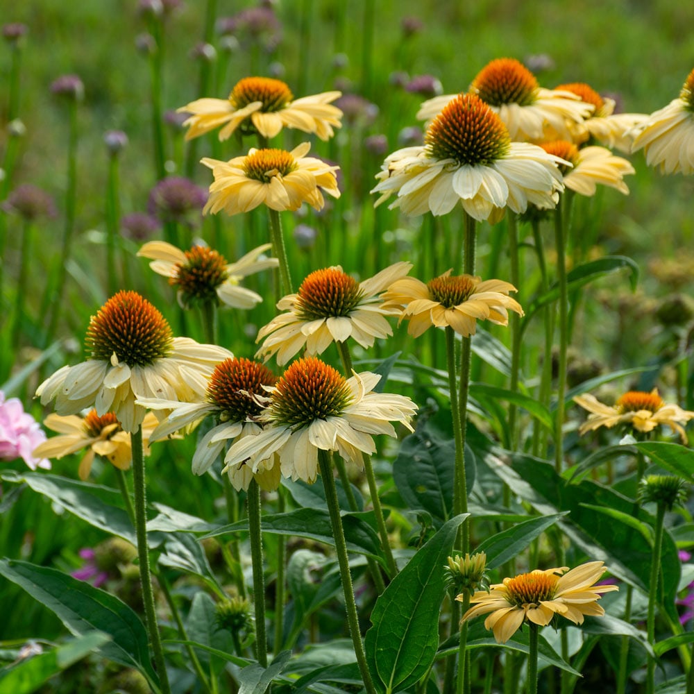 Echinacea Prairie Pillars™ 'Aloha'