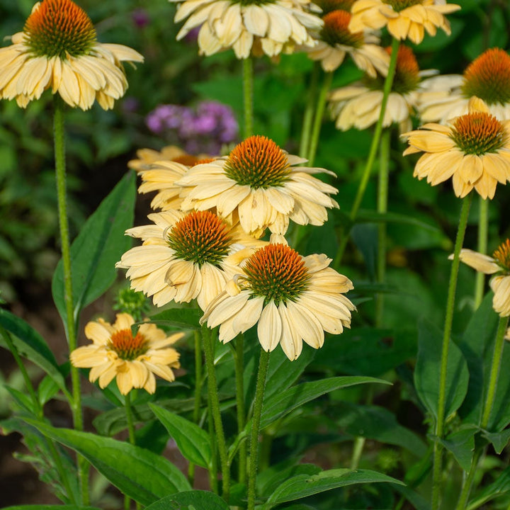Echinacea Prairie Pillars™ 'Aloha'