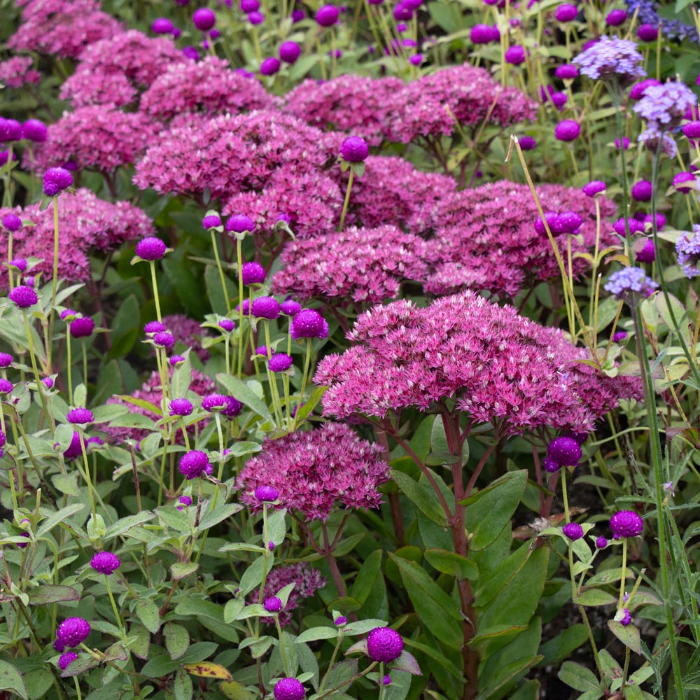 Hylotelephium 'Class Act'