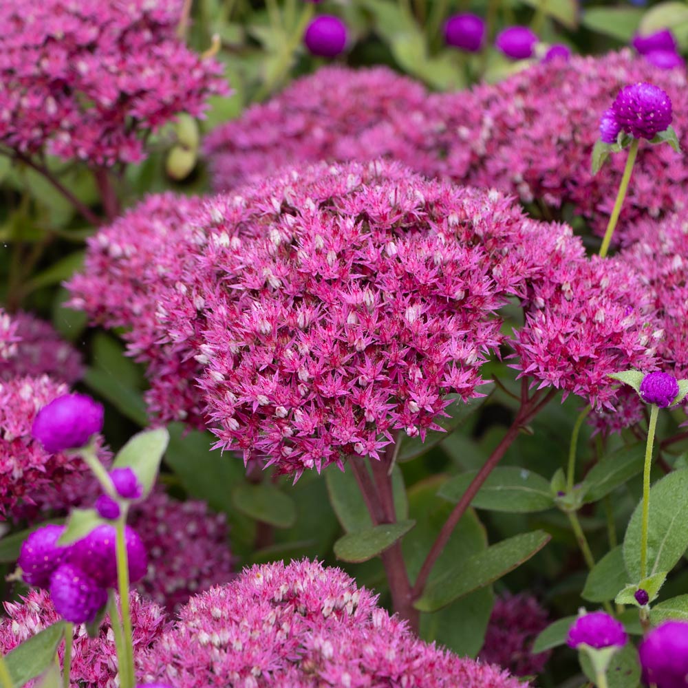 Hylotelephium 'Class Act'