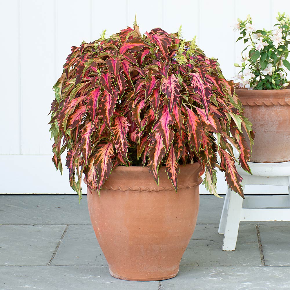 Piecrust Flower Pot