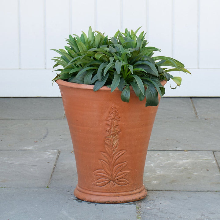 RHS Foxglove Flowerpot