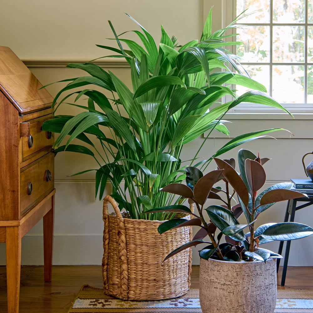 Chinese Fan Palm