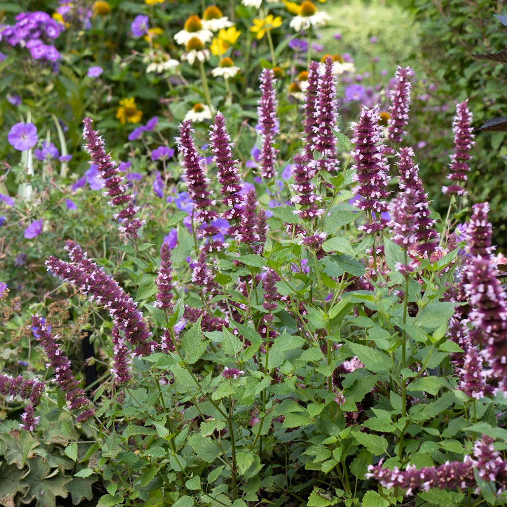 Agastache Beelicious® Pink