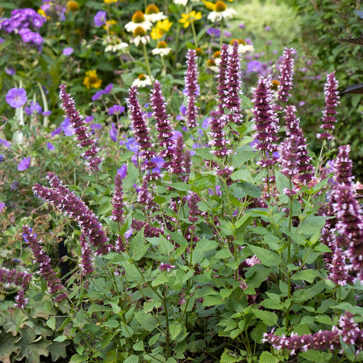Agastache Beelicious® Pink