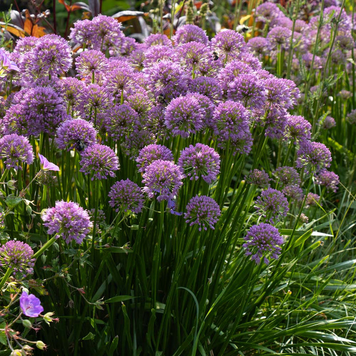 Allium 'Millenium'