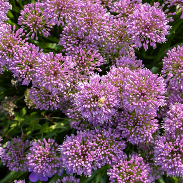 Allium 'Millenium'