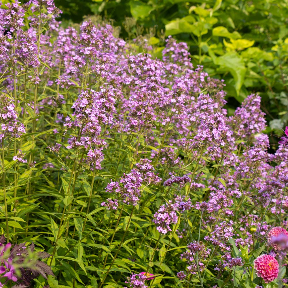 Phlox paniculata 'Jeana'