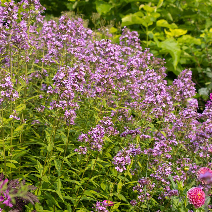 Phlox paniculata 'Jeana'