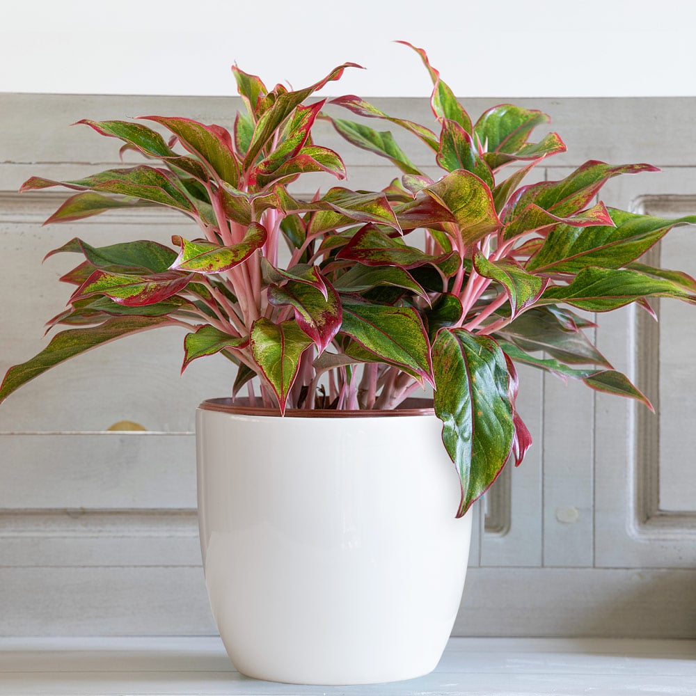 Chinese Evergreen 'Siam Aurora'