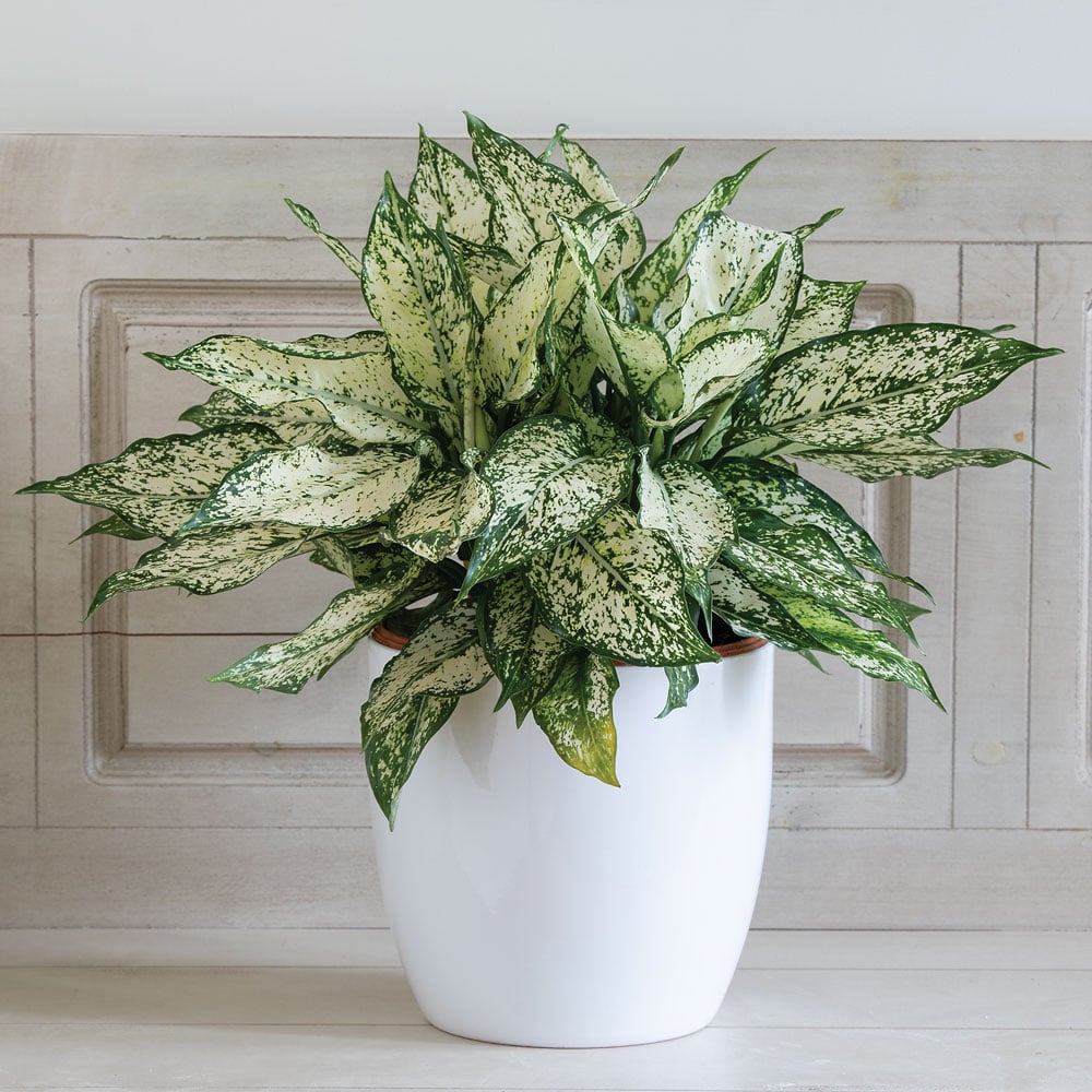 Chinese Evergreen 'Spring Snow'