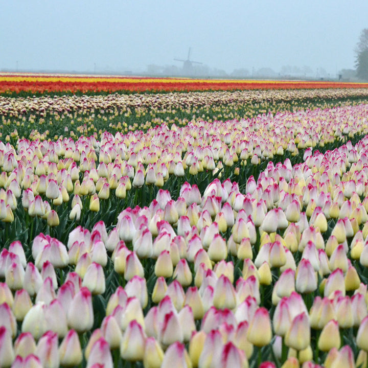 Tulip 'Supri Erotic'