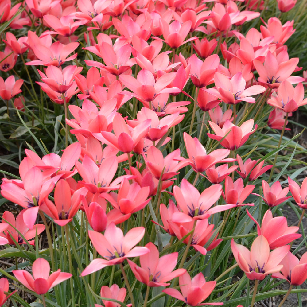 Tulip 'Annika'