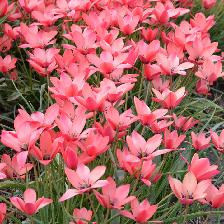 Tulip 'Annika'