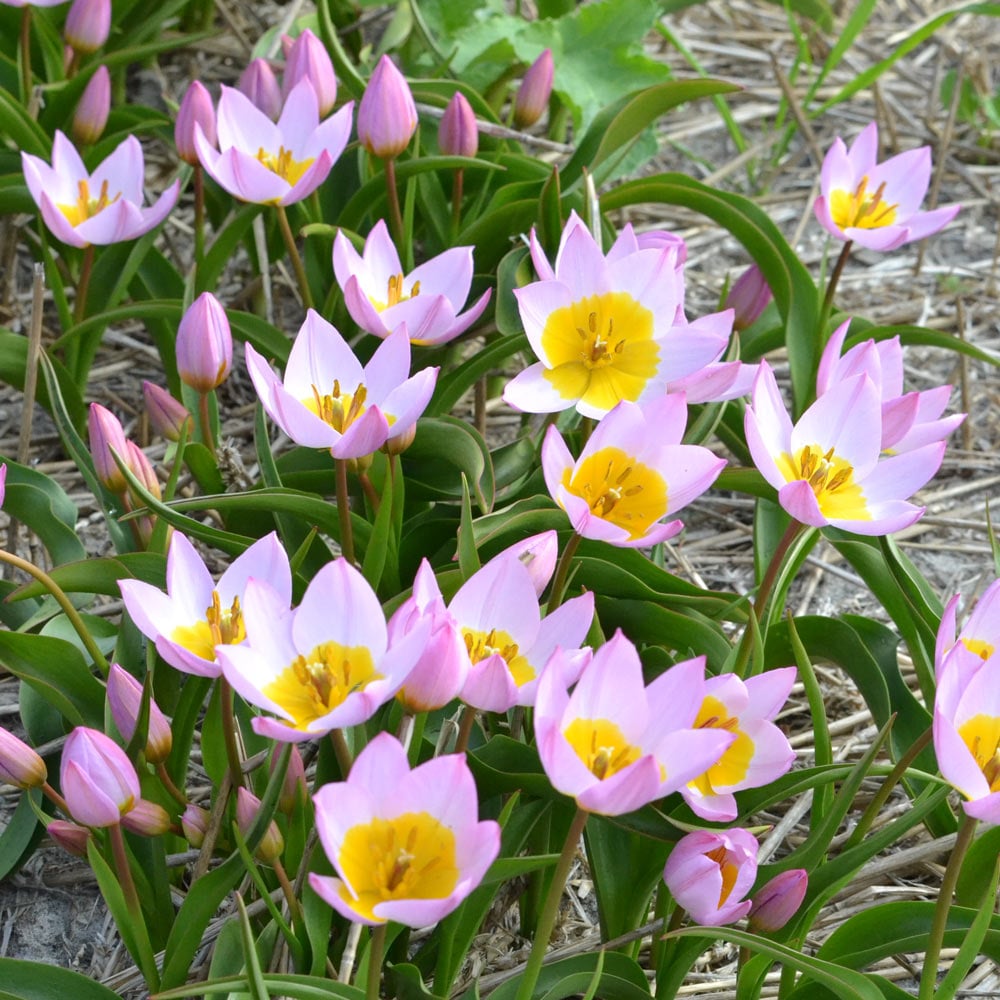Tulip bakeri 'Lilac Wonder'