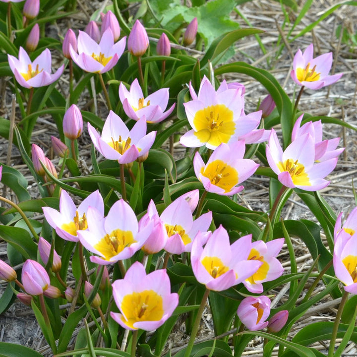 Tulip bakeri 'Lilac Wonder'