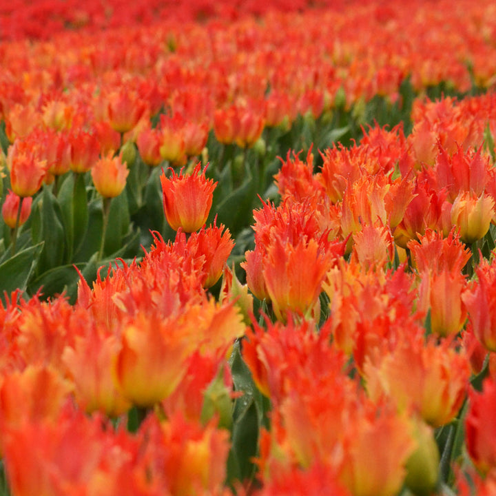 Tulip 'Beauty of Leo'