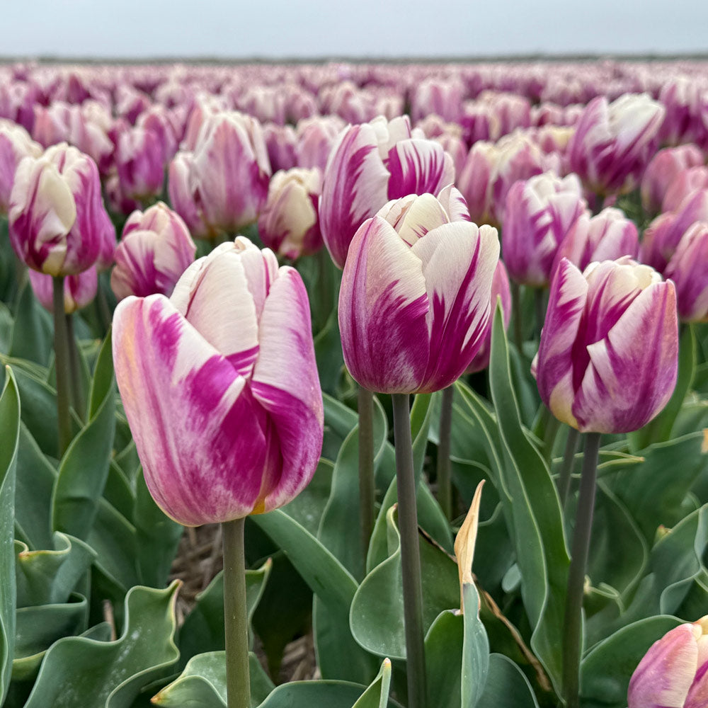 Tulip 'Bojangles'