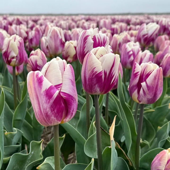 Tulip 'Bojangles'