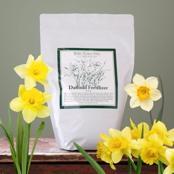 Daffodil Fertilizer