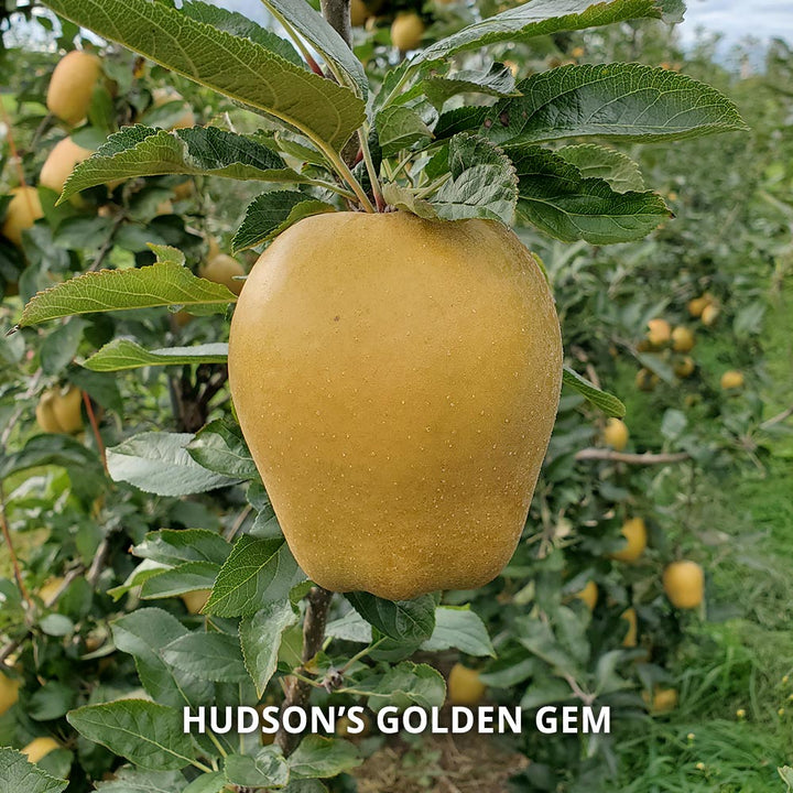 Hidden Gem Heirloom Apples - Standard Shipping Included